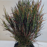 Croton 'Picasso'
