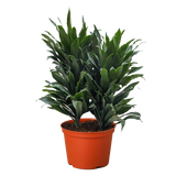 Dracaena 'Janet Craig' 