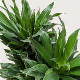 Dracaena 'Janet Craig' 