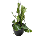Fern 'Elephant'