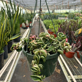 Hoya 'Rope Plant' Variegated