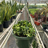 Hoya Rope Plant