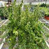 Curly Lipstick Plant