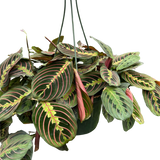 Maranta Red Prayer