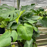 Philodendron Monstera Split-Leaf