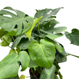 Monstera 'Split-Leaf'