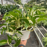 Manjula mutante de Monstera