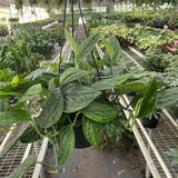 Monstera 'Peru'