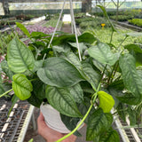Monstera 'Siltepecana'