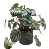 Peperomia Watermelon
