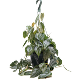 Filodendro 'Brandi' 