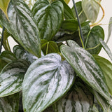 Filodendro 'Brandi' 