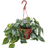 Philodendron Cordatum Heartleaf