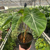 Philodendron Gloriosum