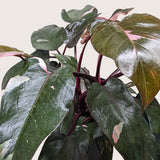 Filodendro 'Princesa Rosa'