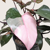 Filodendro 'Princesa Rosa'