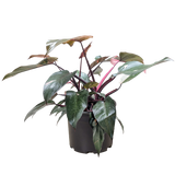 Filodendro 'Princesa Rosa'