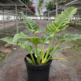 Philodendron Ring of Fire Variegated