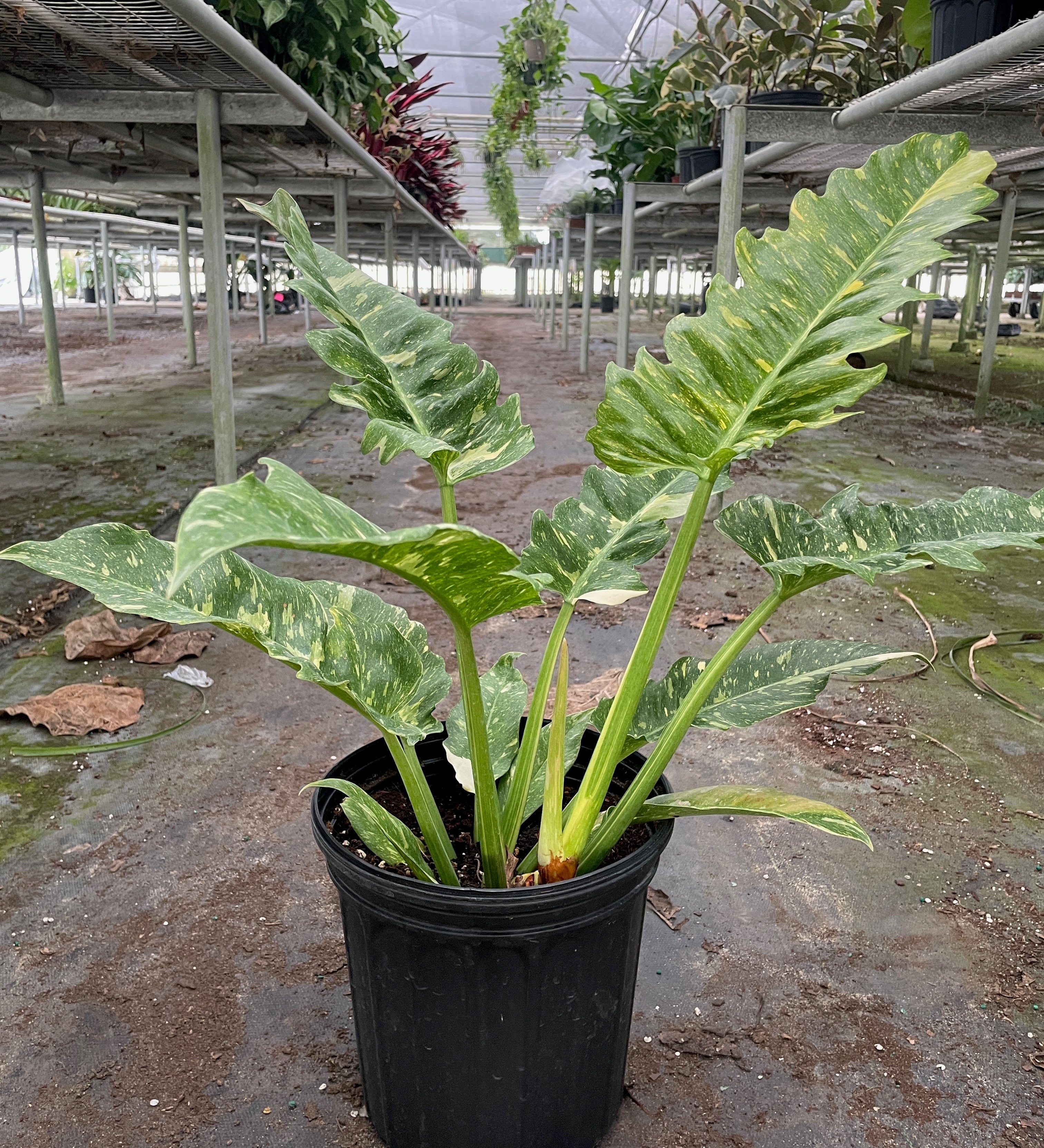 philodendron elephant ear variegated Philodendron Ring of Fire Variegated – La Tierra Bendita