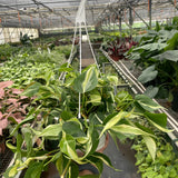 Philodendron 'Silver Stripe'
