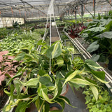 Filodendro 'Silver Stripe' 