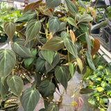 Philodendron 'Velvet'
