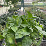 Pothos 'Global Green'