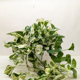 Pothos Manjula