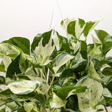Pothos Manjula