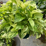Pothos 'Marble Queen'