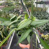 Pothos 'Silver Streak'
