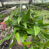 Pothos Skeleton Key