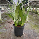 Snake Plant Moonshine