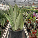 Snake Plant 'Sayuri'