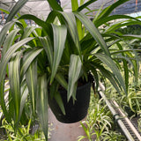 Spider Plant Hawaiian