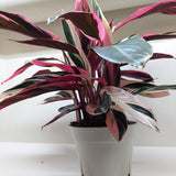 Stromanthe Triostar