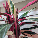 Stromanthe Triostar