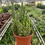 Cactus del castillo de hadas