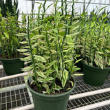 Euphorbia espinazo del diablo abigarrada