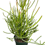 EUPHORBIA 'PENCIL CACTUS'