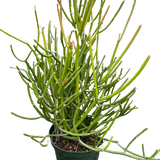 EUPHORBIA 'PENCIL CACTUS'