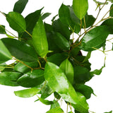 Ficus 'Benjamina' - 6" Pot