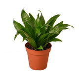 Dracaena 'Janet Craig' 