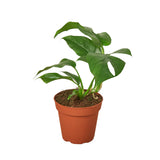 Filodendro Mini Monstera Minima