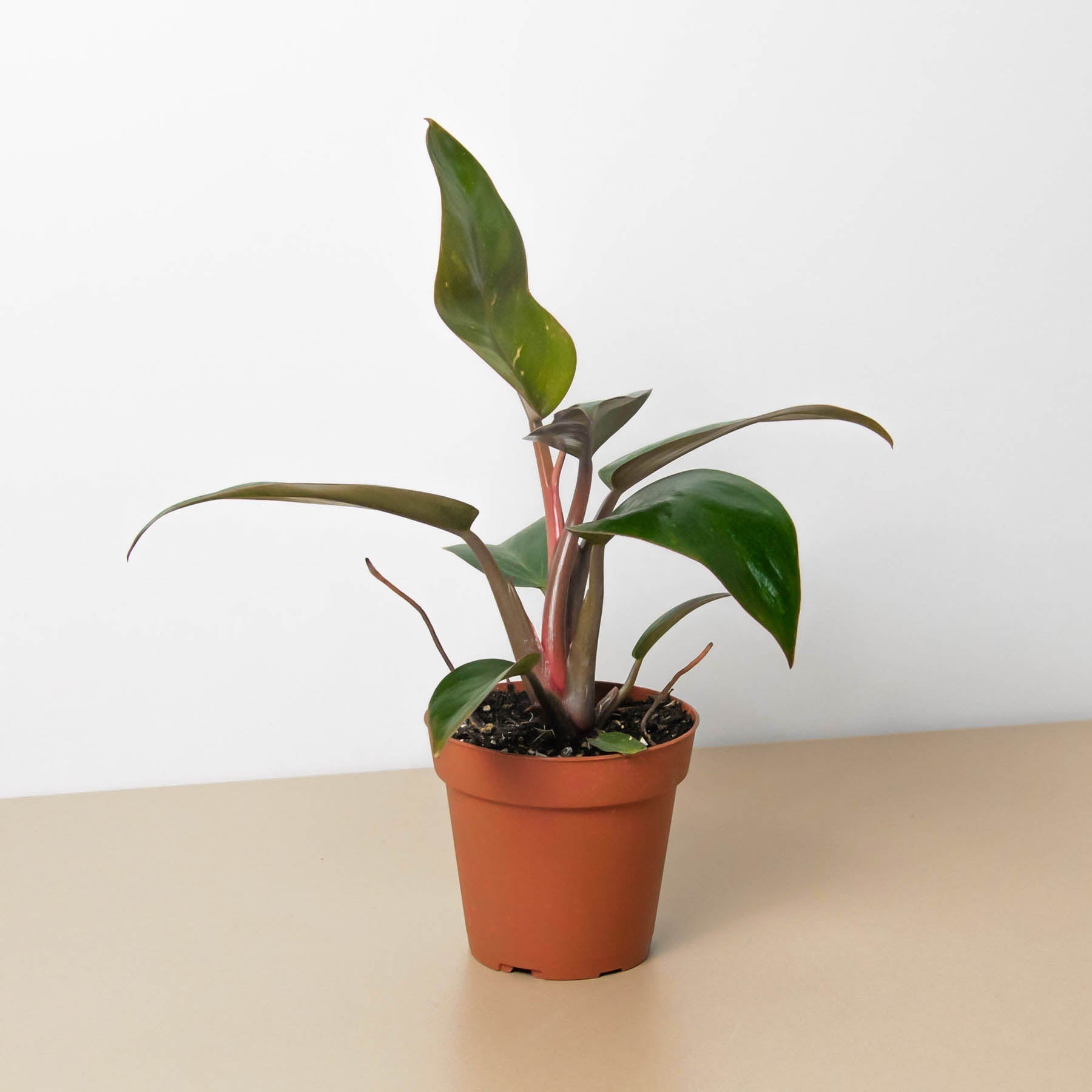 philodendron birkin red Philodendron 'Birkin Pink' – La Tierra Bendita