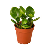 Peperomia Tailandia 