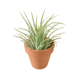 Tillandsia Ionantha Guatemala, planta aérea con terracota