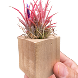 Tillandsia Air Plant Ionantha in Magnetic Wood Planter