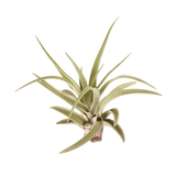 Tillandsia Air Plant Veluntina