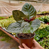 Aphelandra 'Nova Fuego'